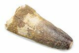 Fossil Spinosaurus Tooth - Feeding Worn Tooth #370513-1